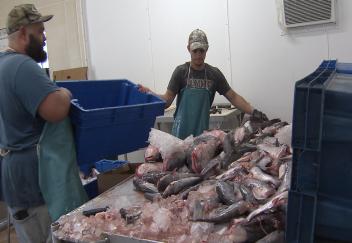 Louisiana catfish processors compliant with USDA regulations 